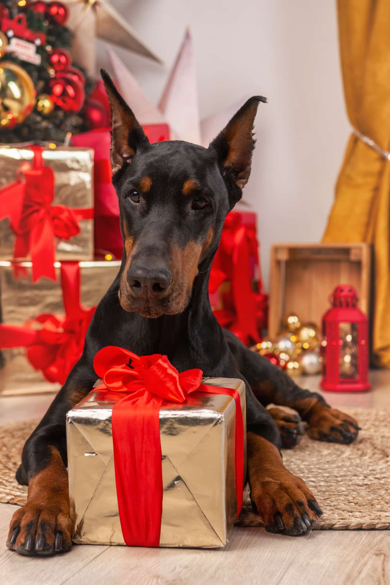 Portrait of a Doberman dog with a gift on the background of a Christmas tree.
